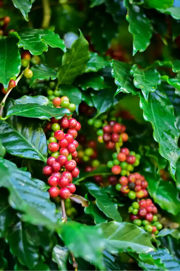 เมล็ดกาแฟสด นนทบุรี จากต้น